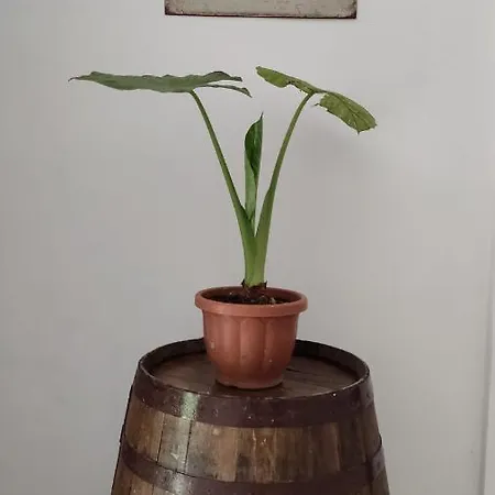 Lejlighed Maison Lido Silvana