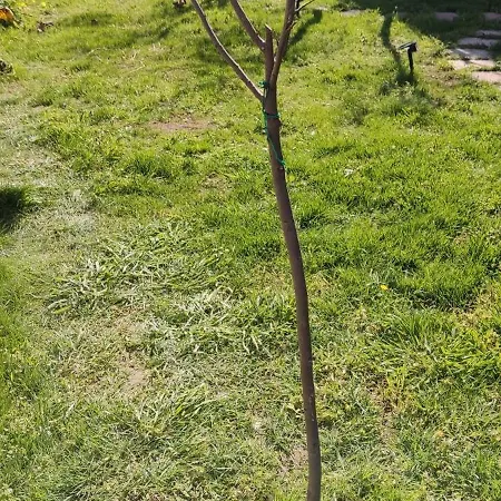 Maison Lido Silvana Pulsano