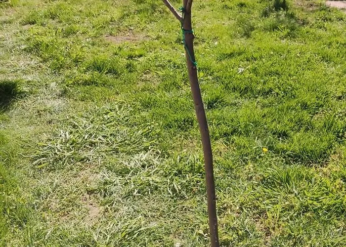 Maison Lido Silvana Pulsano